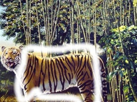 the hidden tiger | Playbuzz