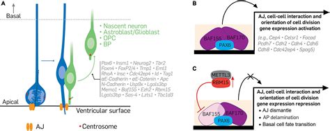 Frontiers Regulation Of Cell Delamination During Cortical