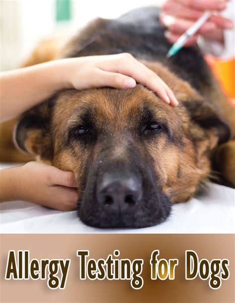 Quiet Corner:Allergy Testing for Dogs - Quiet Corner