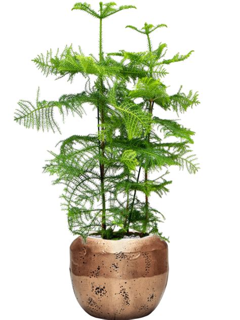 Araucaria Heterophylla In Baq Opus Raw Kaufen Sie Mit Lieferung Im