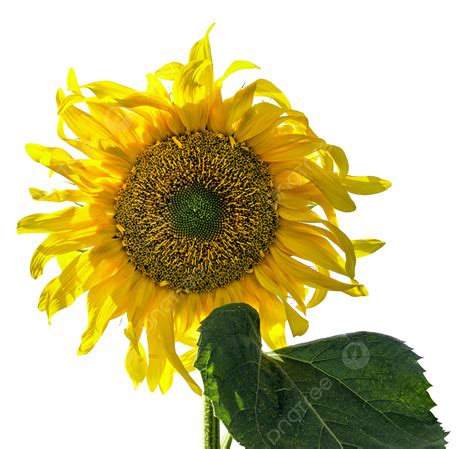 Girasol Flores De Girasol Png Girasol Flor Del Sol Hoja Png Imagen