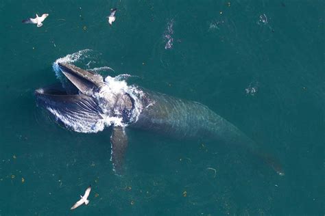 How much do whales eat? World's largest animals eat three times more ...