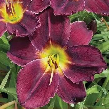 Купить Лилейник Черный принц (Корневища) - фото и описание, отзывы ...