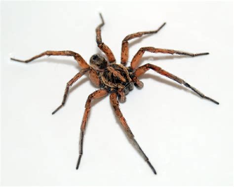 Most Common Spiders In Florida 65 Pictures Camping Fun Zone Images