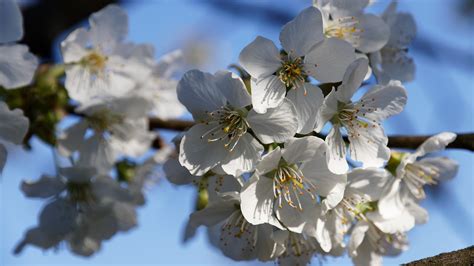 Flor De Cerejeira Primavera Branco Foto Gratuita No Pixabay Pixabay