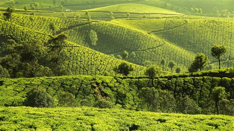 30 Tea Garden Wallpapers - Wallpaperboat