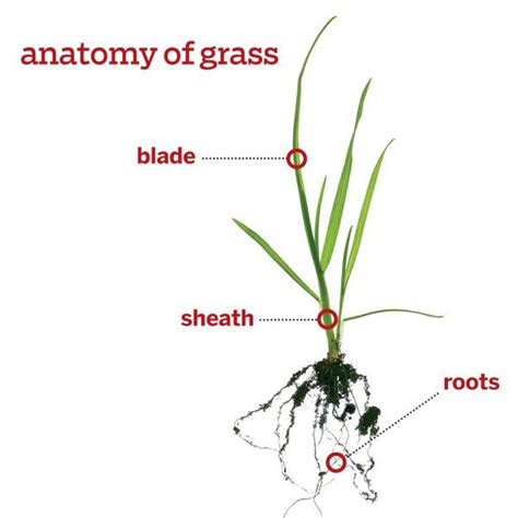 Garden Designs Ideas 2018 Anatomy Of Grass Each 1000 Square Feet Of Healthy Lawn Contains