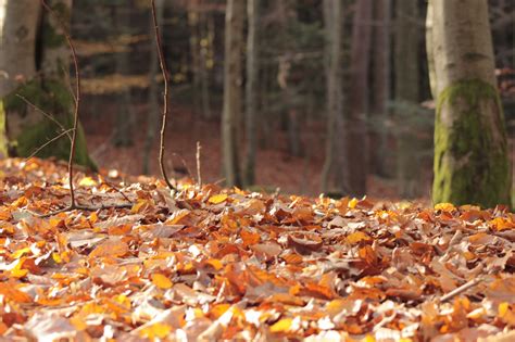 Kostenlose Foto Baum Natur Wald Pflanze Blatt Blume Herbst