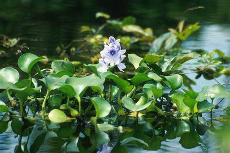 Filewater Hyacinth Wikimedia Commons