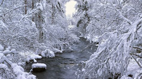 Papel De Parede Panorama Floresta Agua Neve Inverno Ramo Gelo