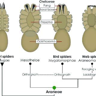 Pdf The Biology And Evolution Of Spider Venoms