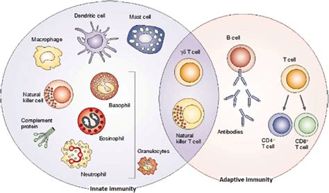 The Innate And Adaptive Immune Response Dranoff 2004 Download Scientific Diagram