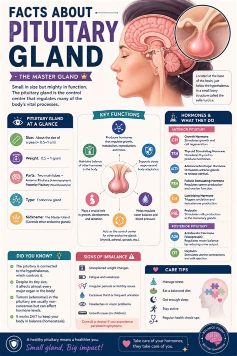 pituitary gland hormones medical influence  human organs outline