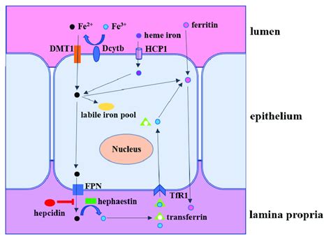 The Intestinal Iron Metabolism Heme Iron Is Entirely Absorbed By Download Scientific Diagram