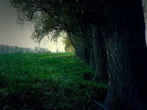 Gratis Afbeeldingen Landschap Boom Natuur Bos Gras Licht