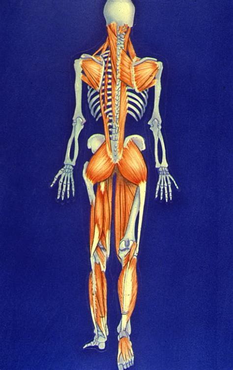 El sistema locomotor del animal analiza y procesa las señales aportadas