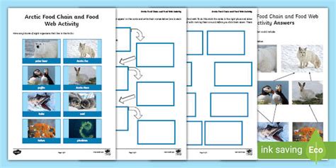 Arctic Fox Food Chain Diagram