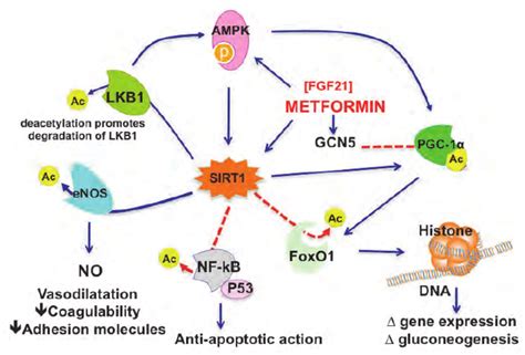 Summarises The Key Cellular Pathways That Are Involved With The Effects Download Scientific