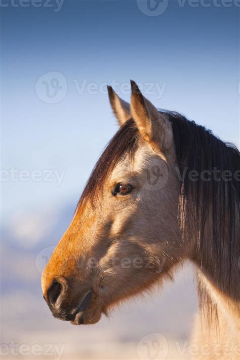 Wild Buckskin Mustang Portrait with Blue Sky Background 717830 Stock Photo at Vecteezy