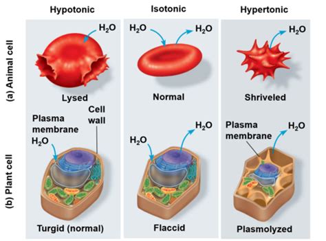 Biol Exam Flashcards Quizlet