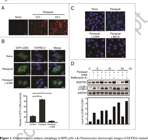 Figure 1 From Protection Of Rpe Under Ros By Keratin 8 And Autophagy