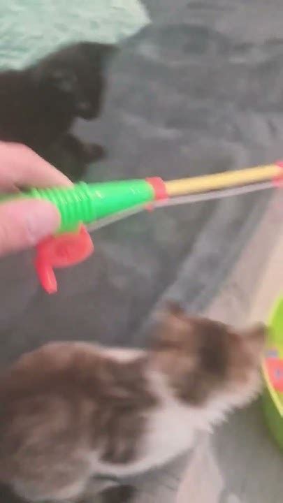 Котик играет с удочкой - YouTube