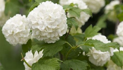 Hydrangea Leaves Curling: 10 Common Causes (And Solutions!)