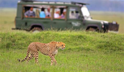 The Top 5 Safari Tours You Need to Experience in 2023 | Explorer Safari