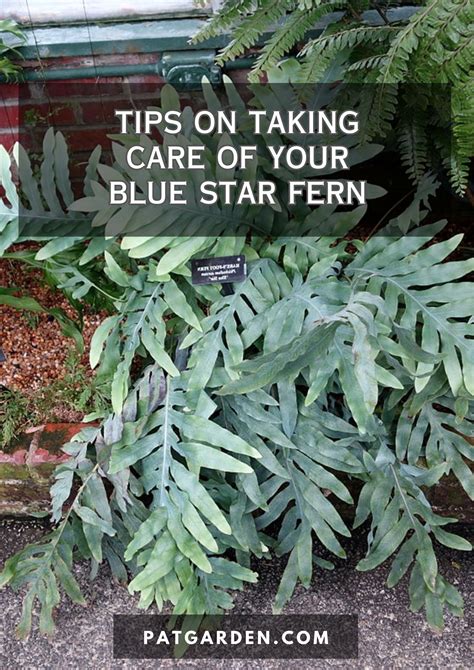 Blue Star Fern Care How To Grow Phlebodium Aureum Artofit