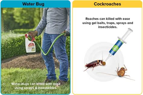 Water Bug vs. Roach [15 Differences] | APB