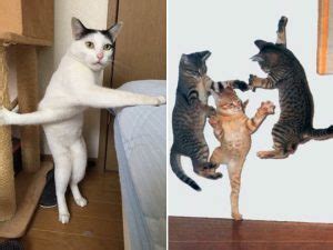 Photos Proving That Cats Are Basically Ninjas Page Of