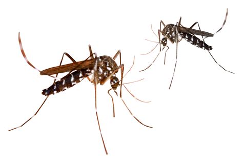 Mosquito - Mosquitos PNG png download - 3000*2000 - Free Transparent ...