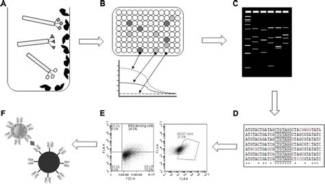 Frontiers Isolation Of Sars Cov Blocking Recombinant Antibody