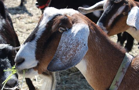 Nubian Goats – Farmer John's Sustainable Farming