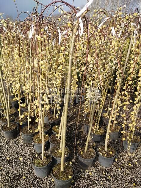 Купить Ива Козья Килмарнок С5/120-/ в питомнике в Москве. Интернет ...