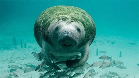 10 Amazing Facts about Manatees - YouTube