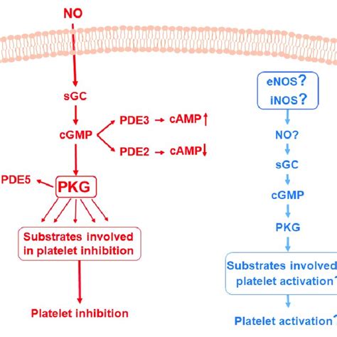 Nosgccgmppkg Pathways In Platelets Part In Red Activation Of Sgc