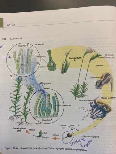 Bio Lab Exam 1 Flashcards Quizlet