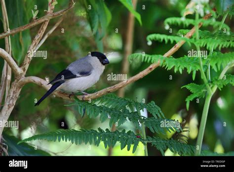 Azores Bullfinch Pyrrhula Murina Sitting On A Plant Azores Sao