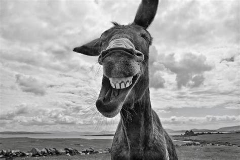 Best Donkey Smile Stock Photos, Pictures & Royalty-Free Images - iStock