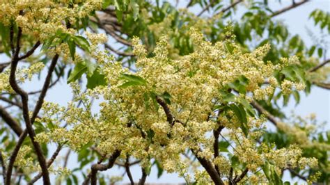 Gum Tree Flower Videos And Hd Footage Getty Images