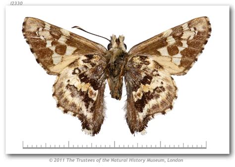 zestusa elwesi type specimens