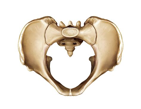 Male Pelvis Photograph By Asklepios Medical Atlas The Best Porn Website