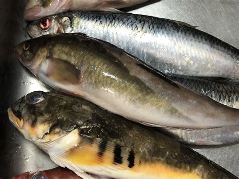 未利用魚ボックス3kg詰合鮮魚ボックス 梅コース：北海道産の魚介セット｜食べチョク｜産地直送産直お取り寄せ通販 農家・漁師から旬の