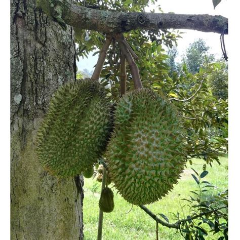 Baja Pokok Buah Durian Kahwin Musang King Black Thorn Pack 1kg Shopee