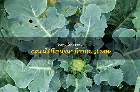 Step By Step Guide To Growing Cauliflower From Stem Shuncy