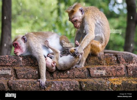 a wild monkey family in nature. mother monkey breastfeeding her baby ...