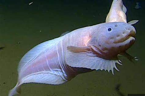 researchers find fish swimming  miles   surface