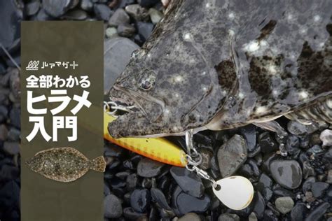 【2022年対応】全部わかるヒラメ釣り入門！【タックル選定、ルアーでの釣り方、時期ごとの違いまで！】（ルアマガ）