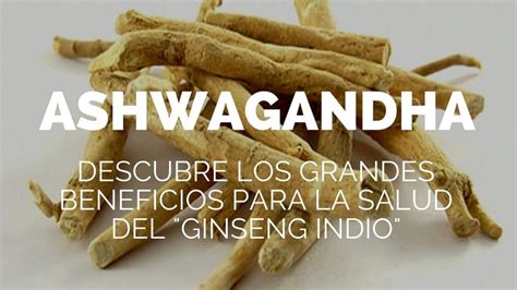 Ashwagandha Descubre Los Grandes Beneficios Para La Salud Del Ginseng Indio